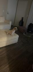Lost Female Dog last seen metro 3610 apmts , Riverside, CA 92505
