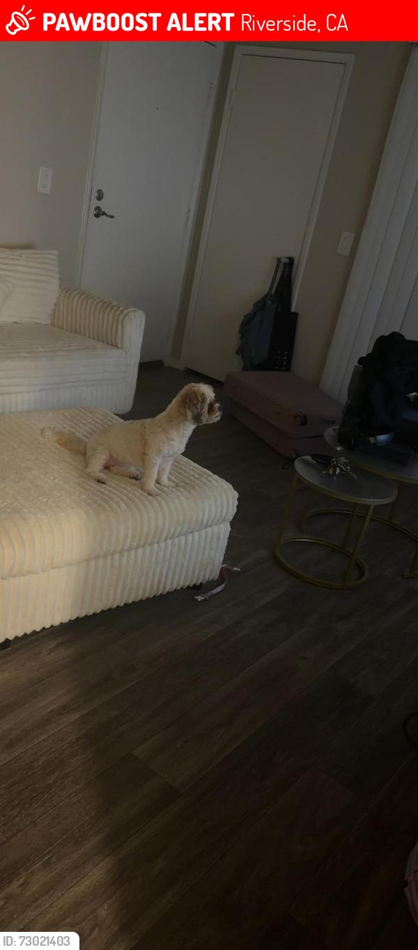 Lost Female Dog last seen metro 3610 apmts , Riverside, CA 92505