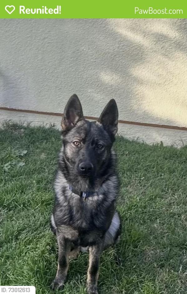 Reunited Male Dog last seen Elizondo Ave, Simi Valley, CA 93065, USA, Simi Valley, CA 93065