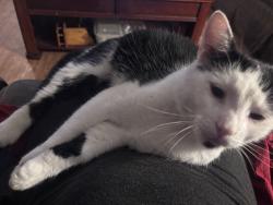 Lost Male Cat last seen Patty ln or elm st , Windsor Locks, CT 06096