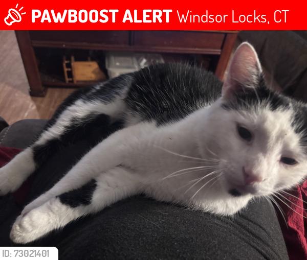 Lost Male Cat last seen Patty ln or elm st , Windsor Locks, CT 06096