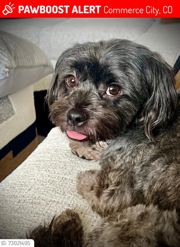 Lost Male Dog last seen Near Sedalia st , Commerce City, CO 80022