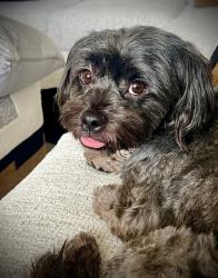 Lost Male Dog last seen Near Sedalia st , Commerce City, CO 80022