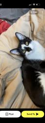 Lost Female Cat last seen Corona street , Boston, MA 02122