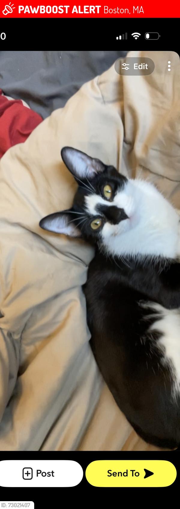 Lost Female Cat last seen Corona street , Boston, MA 02122