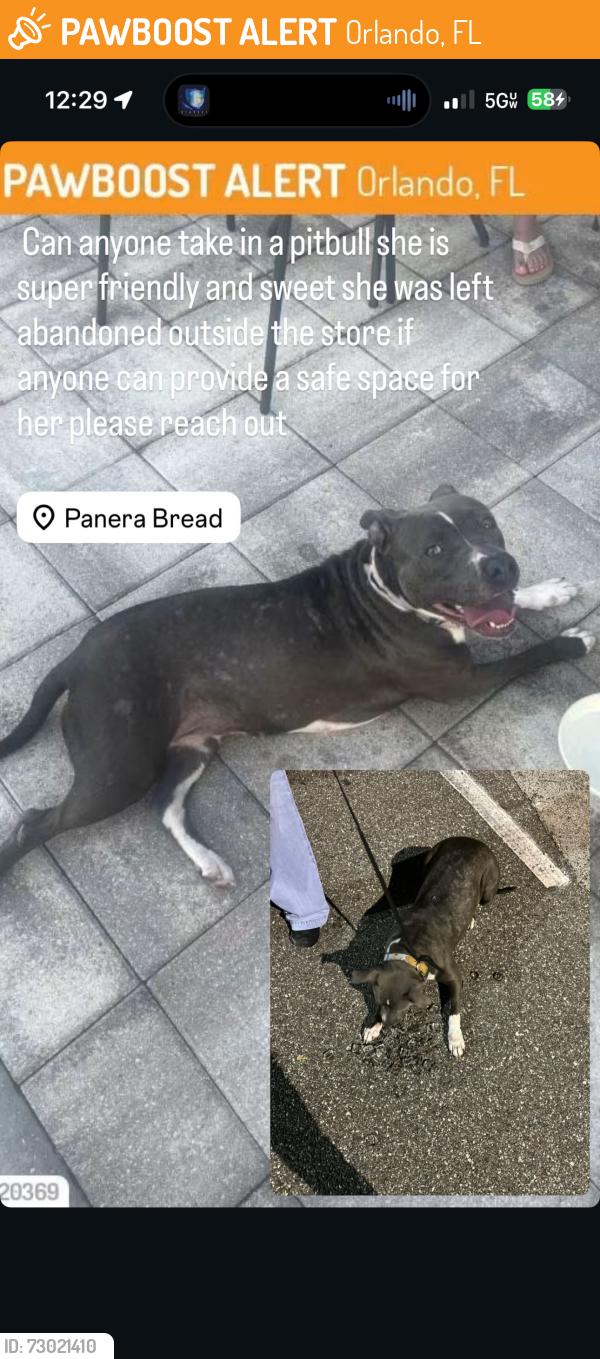Found/Stray Female Dog last seen Panera Bread Millenia Mall, Orlando, FL 32839
