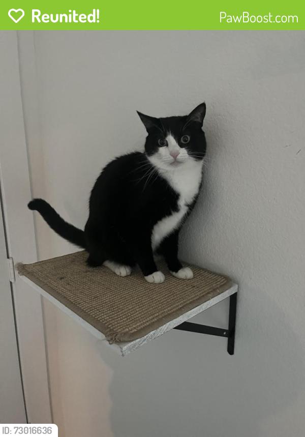 Reunited Female Cat last seen Exxon across the street , Oakland, CA 94608