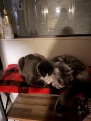 Lost Male Cat last seen New york, DeLand, FL 32720