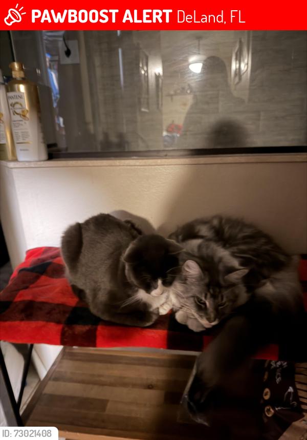 Lost Male Cat last seen New york, DeLand, FL 32720