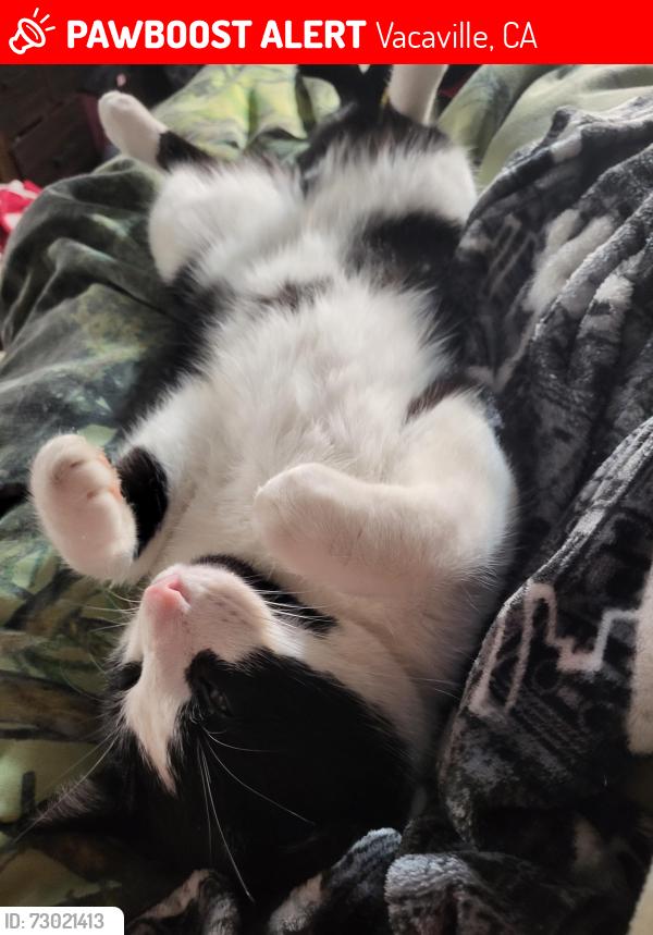 Lost Male Cat last seen Foxboro and Nut tree, Vacaville, CA 95687
