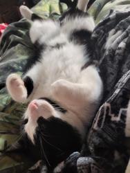 Lost Male Cat last seen Foxboro and Nut tree, Vacaville, CA 95687