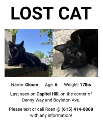 Reunited Male Cat last seen Denny Way and Boylston Avenue East, Seattle, WA 98102