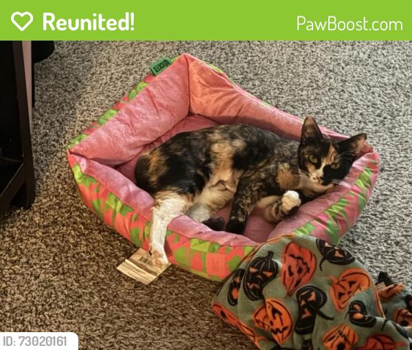 Reunited Male Cat last seen Old Decatur rd , Fort Worth, TX 76106