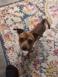 Reunited Male Dog last seen Near E Harrison Ave, Salt Lake City, UT 84115