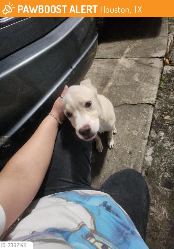 Found/Stray Male Dog last seen Near Mistywood Dr Houston TX 77090, Houston, TX 77090