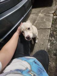 Found/Stray Male Dog last seen Near Mistywood Dr Houston TX 77090, Houston, TX 77090