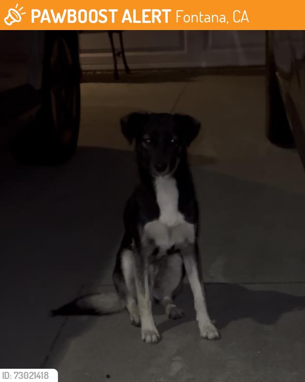 Found/Stray Unknown Dog last seen Oak tree Pl d candlewood way, Fontana, CA 92336