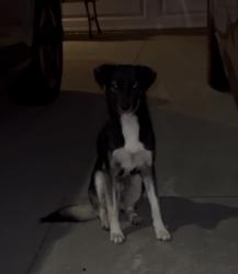 Found/Stray Unknown Dog last seen Oak tree Pl d candlewood way, Fontana, CA 92336