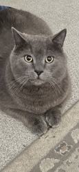 Lost Male Cat last seen Highland hills neighborhood , Highland, UT 84003