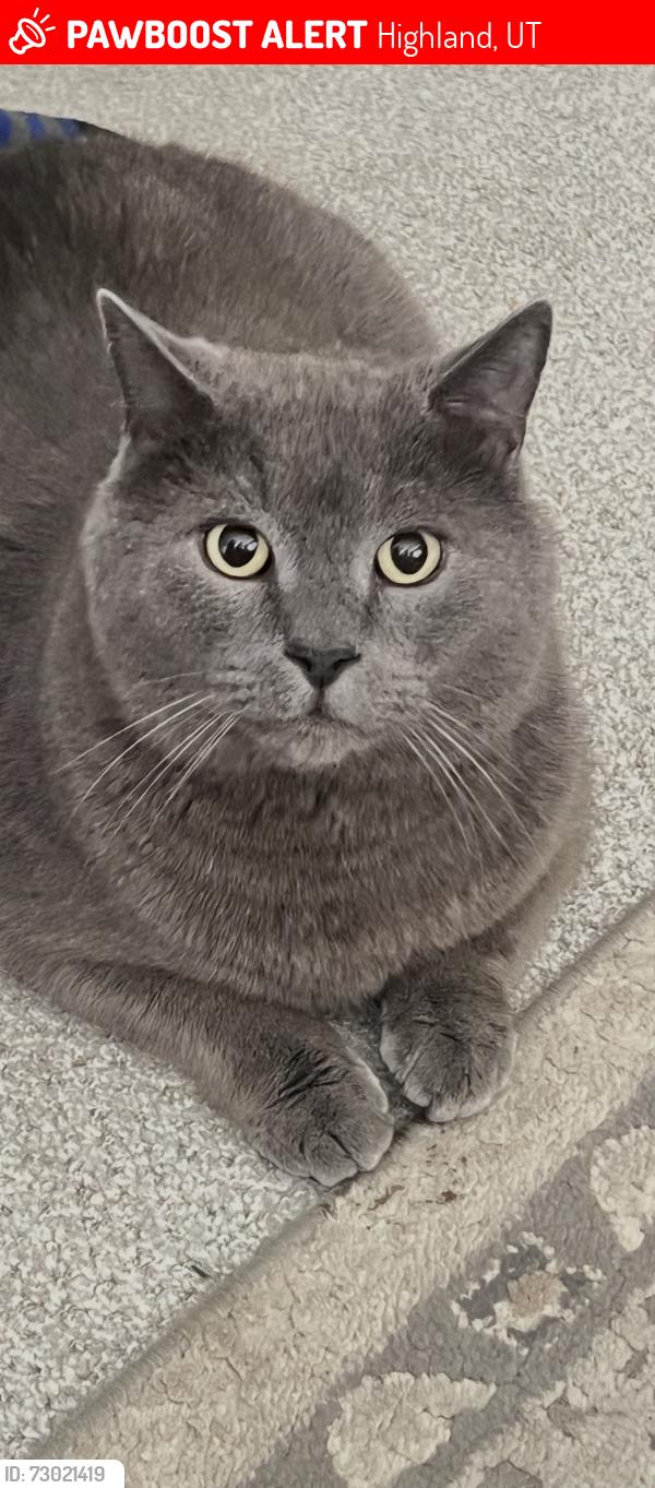 Lost Male Cat last seen Highland hills neighborhood , Highland, UT 84003
