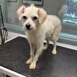 Shelter Stray Male Dog last seen Near 21st Ave, Oakland, CA, 1101 29th Ave, Oakland, CA 94601, USA