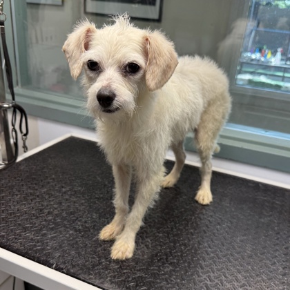 Shelter Stray Male Dog last seen Near 21st Ave, Oakland, CA, 1101 29th Ave, Oakland, CA 94601, USA