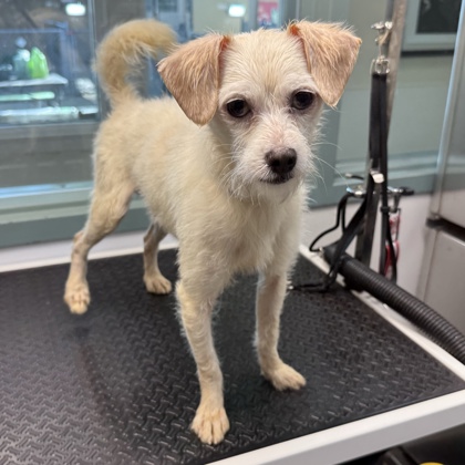 Shelter Stray Male Dog last seen Near 21st Ave, Oakland, CA, 1101 29th Ave, Oakland, CA 94601, USA