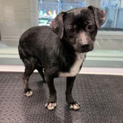 Shelter Stray Male Dog last seen Near 21st Ave, Oakland, CA, 1101 29th Ave, Oakland, CA 94601, USA