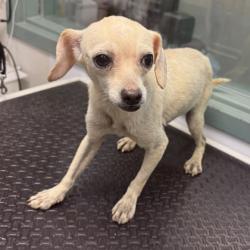 Shelter Stray Male Dog last seen Near 21st Ave, Oakland, CA, 1101 29th Ave, Oakland, CA 94601, USA