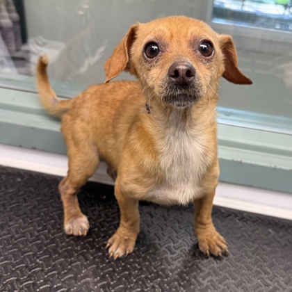 Shelter Stray Male Dog last seen Near 21st Ave, Oakland, CA, 1101 29th Ave, Oakland, CA 94601, USA