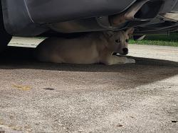 Found/Stray Male Dog last seen Mistywood Dr. Houston TX 77090, Houston, TX 77090