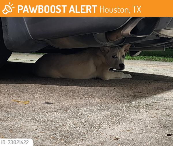 Found/Stray Male Dog last seen Mistywood Dr. Houston TX 77090, Houston, TX 77090