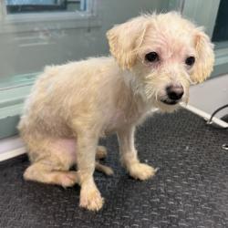 Shelter Stray Male Dog last seen Near 21st Ave, Oakland, CA, 1101 29th Ave, Oakland, CA 94601, USA