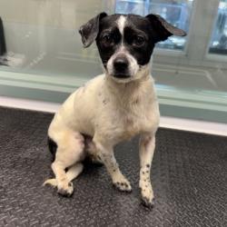 Shelter Stray Male Dog last seen Near 21st Ave, Oakland, CA, 1101 29th Ave, Oakland, CA 94601, USA