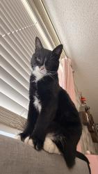 Lost Male Cat last seen Tierra Este and Cozy Cove, El Paso, TX 79938