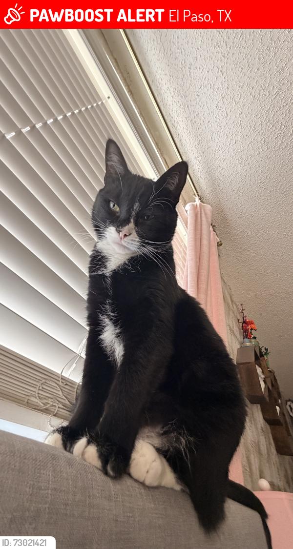 Lost Male Cat last seen Tierra Este and Cozy Cove, El Paso, TX 79938