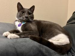 Lost Female Cat last seen E 57th Ave & S Sycamore , Moran Prairie, WA 99223