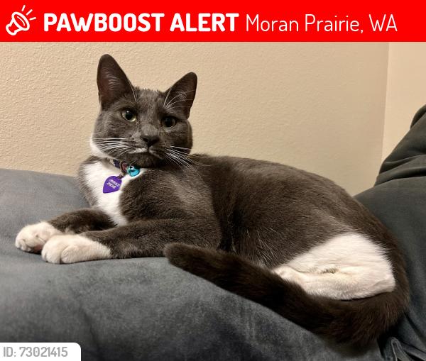 Lost Female Cat last seen E 57th Ave & S Sycamore , Moran Prairie, WA 99223