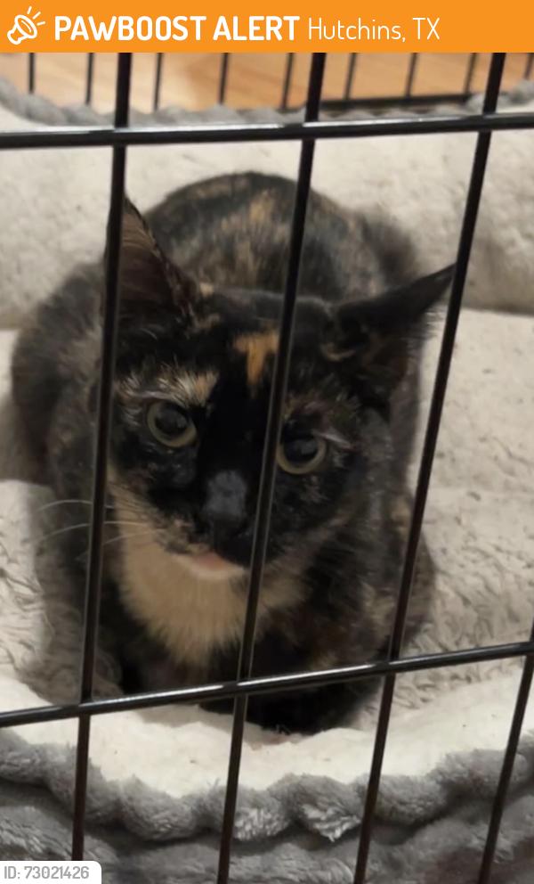 Found/Stray Unknown Cat last seen E Leland rd and crestview dr, Pittsburg, CA 94565