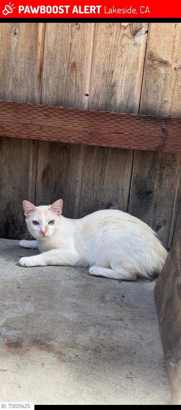 Lost Female Cat last seen Julian est apmts, Lakeside, CA 92040