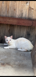 Lost Female Cat last seen Julian est apmts, Lakeside, CA 92040