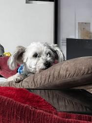 Found/Stray Female Dog last seen 19th & Broadway, Phoenix, AZ 85041