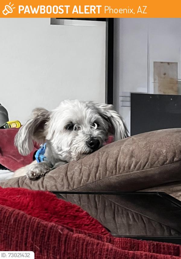 Found/Stray Female Dog last seen 19th & Broadway, Phoenix, AZ 85041