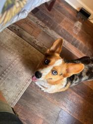 Lost Female Dog last seen 12th Ave NE, Hickory, NC 28601