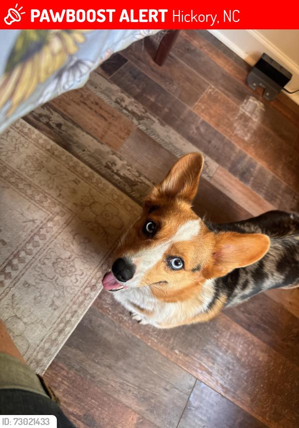 Lost Female Dog last seen 12th Ave NE, Hickory, NC 28601