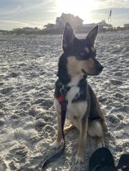 Lost Female Dog last seen Near Princeton rd, Princeton, NC 27569