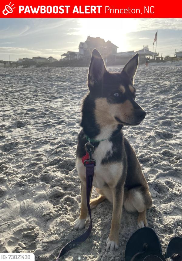 Lost Female Dog last seen Near Princeton rd, Princeton, NC 27569