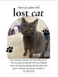 Lost Female Cat last seen Nearest streets are Main Street and across the street from Providence Benedictine Home Health and down the road from Saint Joseph Center and Benedict sisters Church, Mount Angel, OR 97362