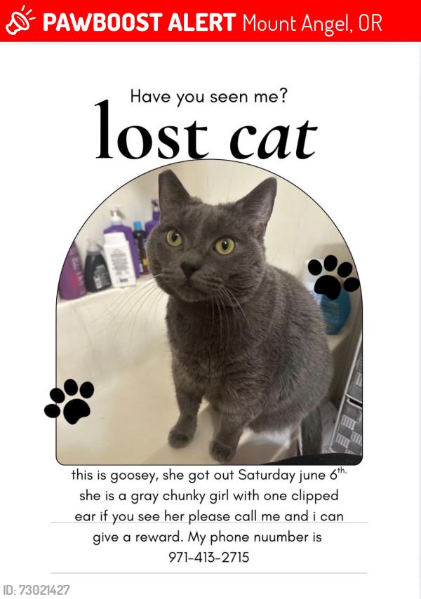 Lost Female Cat last seen Nearest streets are Main Street and across the street from Providence Benedictine Home Health and down the road from Saint Joseph Center and Benedict sisters Church, Mount Angel, OR 97362