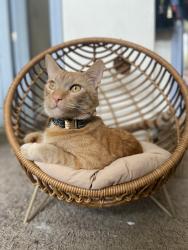 Lost Male Cat last seen Western and capitol, Los Angeles, CA 90732